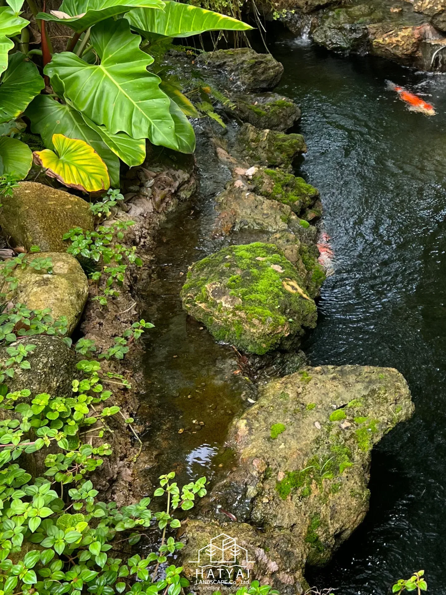 สวนทรอปิคอลหรือสวนป่า