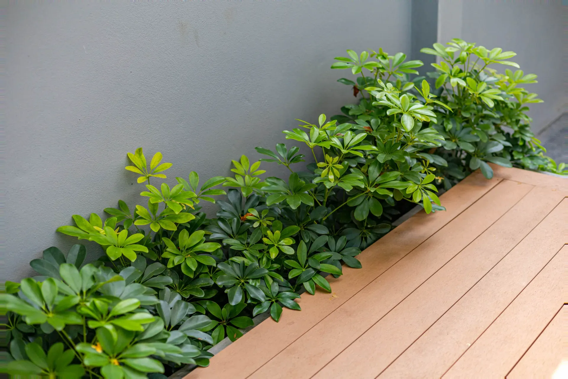 สวนโมเดิร์น