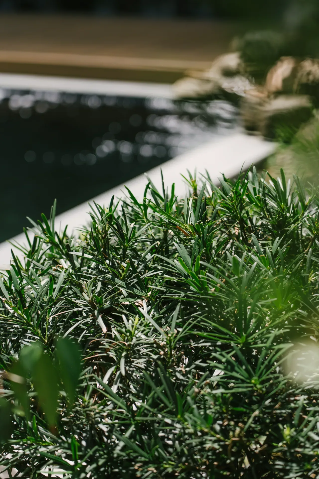 สวนญี่ปุ่น